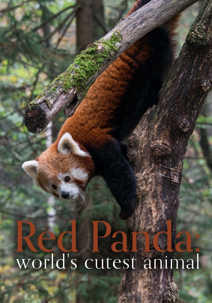 Red Panda: World's cutest animal.